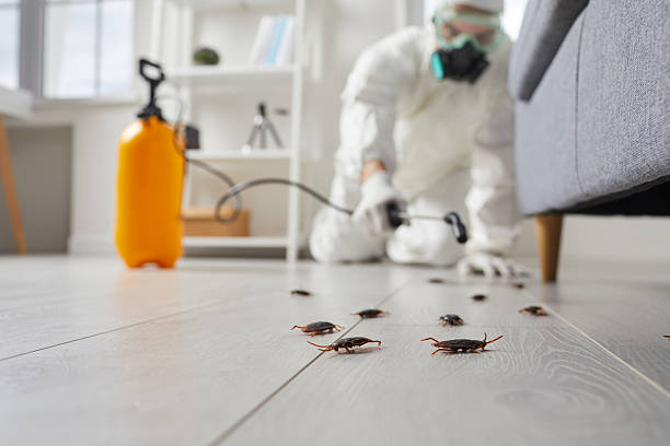 Trusted Termite Control service in New Market, VA - Nex Pest Control